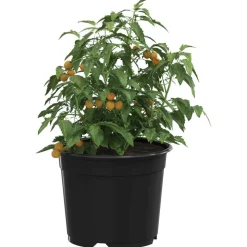 vidaXL Rund Blomkruka 50 pcs Svart Ø 10 x 8 cm Plast